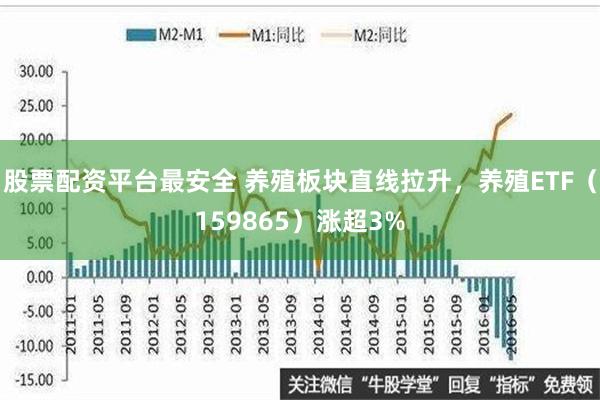 股票配资平台最安全 养殖板块直线拉升，养殖ETF（159865）涨超3%