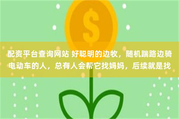 配资平台查询网站 好聪明的边牧，随机踹路边骑电动车的人，总有人会帮它找妈妈，后续就是找