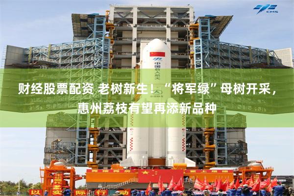 财经股票配资 老树新生!“将军绿”母树开采,惠州荔枝有望再添新品种